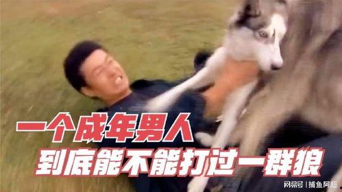 成人可以打赢狼吗视频,揭秘人类与狼的生死较量